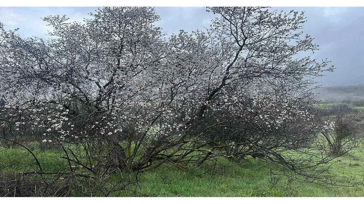 AI Generated Image
